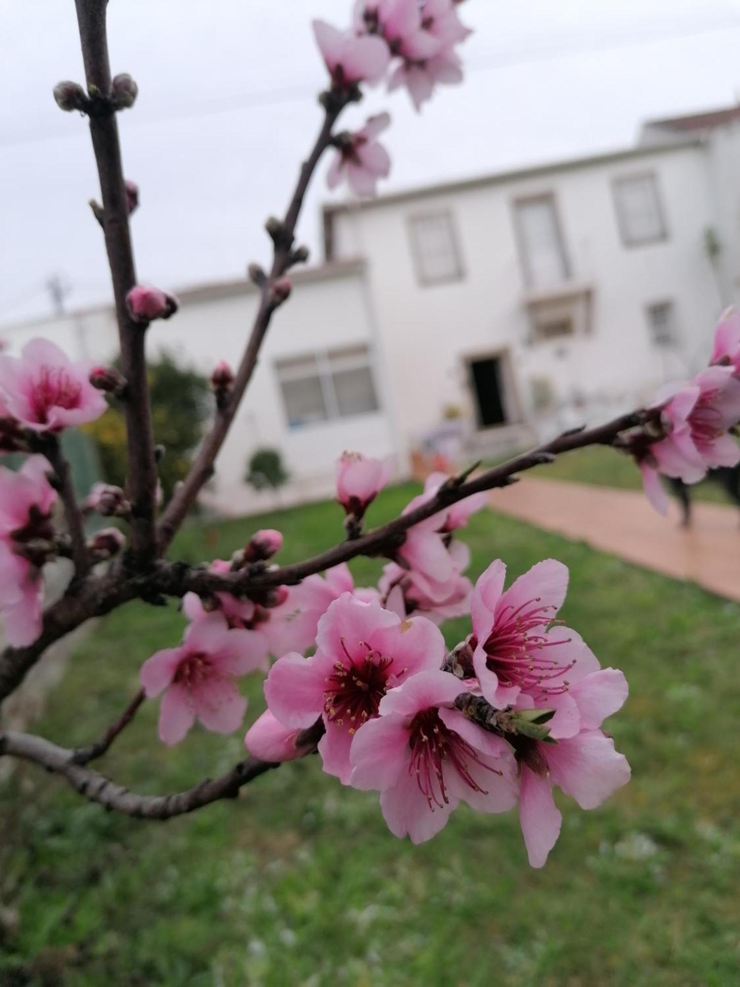 Torre De Santiago - Guest House Vila Praia de Âncora Zewnętrze zdjęcie